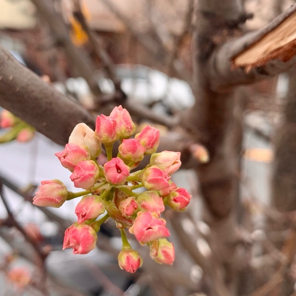 Meet your Posher, Carmen - Picture 1 of 1